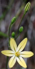 Triteleia