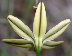Triteleia