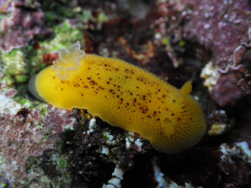 Noble Dorid