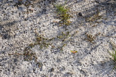 Sporobolus aculeatus