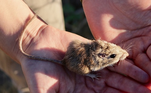 Chaetodipus ammophilus