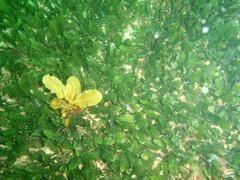 Sargassum incisifolium