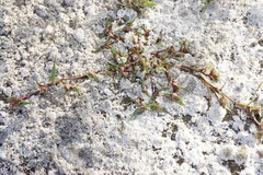 Sporobolus aculeatus