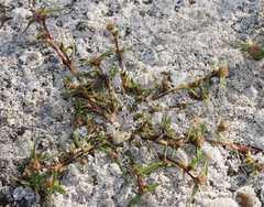 Sporobolus aculeatus