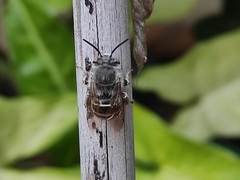 Anthophora marginata