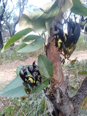 Kennedia nigricans