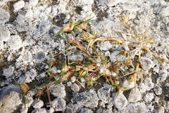 Sporobolus aculeatus