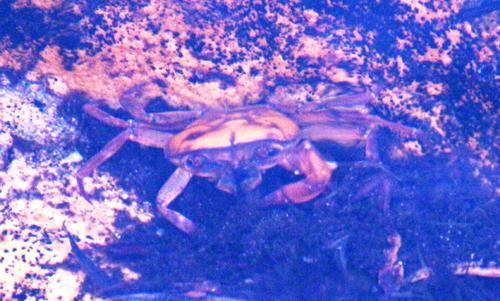 Potamonautes parvispina