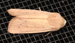 Leucania abdominalis