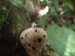 Goniocloeus