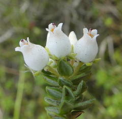 Erica marifolia