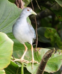 Porphyrio flavirostris