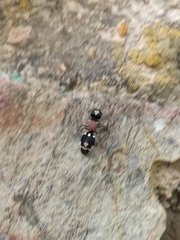 Ronisia barbarula