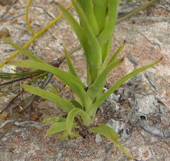 Ceratandra grandiflora