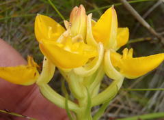 Ceratandra grandiflora