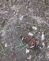 Junonia coenia