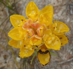 Ceratandra grandiflora