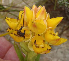 Ceratandra grandiflora