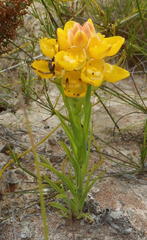 Ceratandra grandiflora