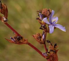 Aristea bracteata