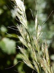 Trisetum canescens