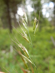 Trisetum canescens