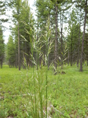 Trisetum canescens