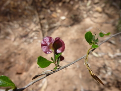 Dodonaea viscosa cuneata
