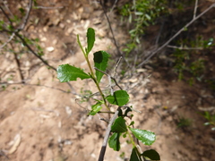 Dodonaea viscosa cuneata