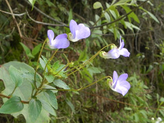 Viola capillaris