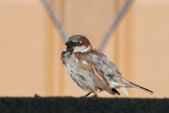 Passer domesticus