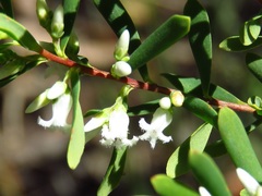 Styphelia mutica