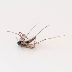 Aedes aegypti