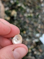 Chilodontaidae