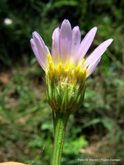 Afroaster serrulatus