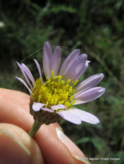 Afroaster serrulatus