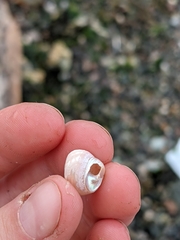 Chilodontaidae