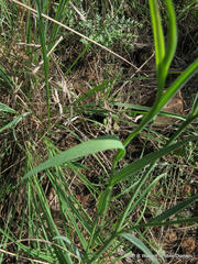 Afroaster serrulatus