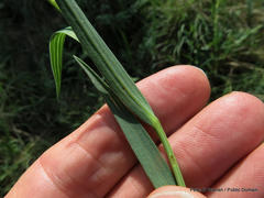 Afroaster serrulatus