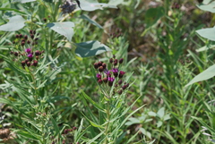 Vernonia marginata