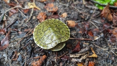 Trachemys grayi grayi