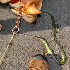 Philothamnus occidentalis