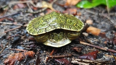 Trachemys grayi grayi