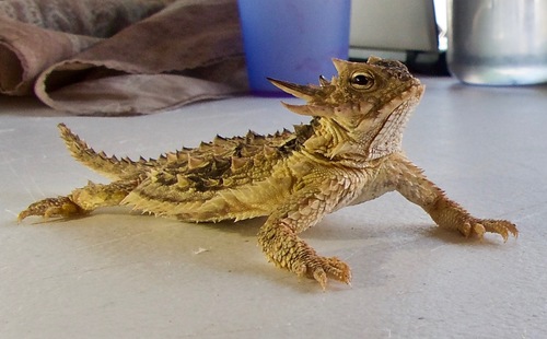 Phrynosoma coronatum