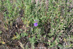 Scutellaria wrightii