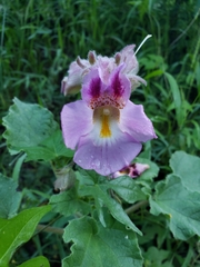 Proboscidea louisianica