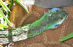 Philothamnus occidentalis