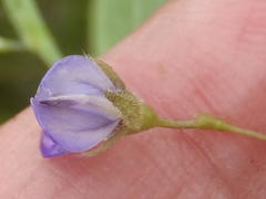 Psoralea plauta