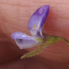 Psoralea plauta