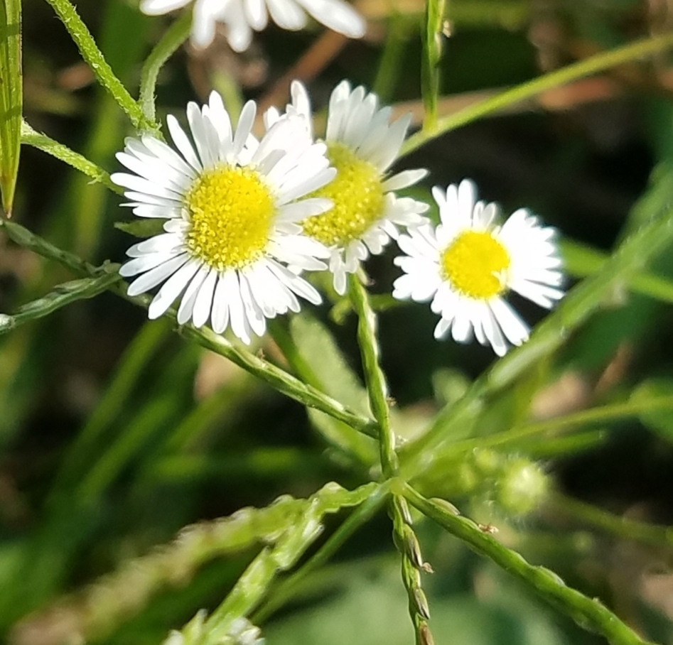 daisy fleabane from Fishers, IN 46038, USA on September 11, 2021 at 03: ...